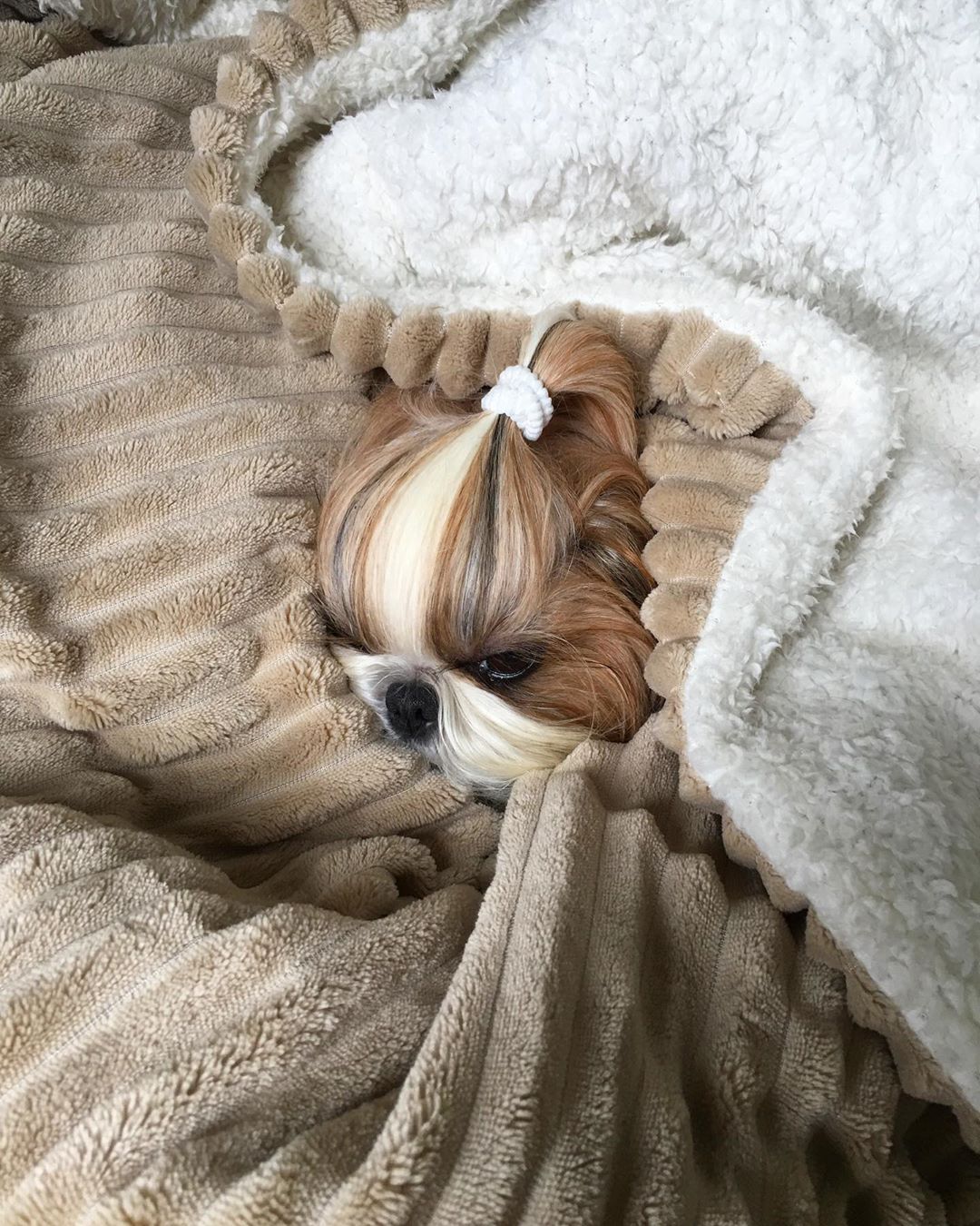 Shih Tzu covered with blanket while lying on the bed