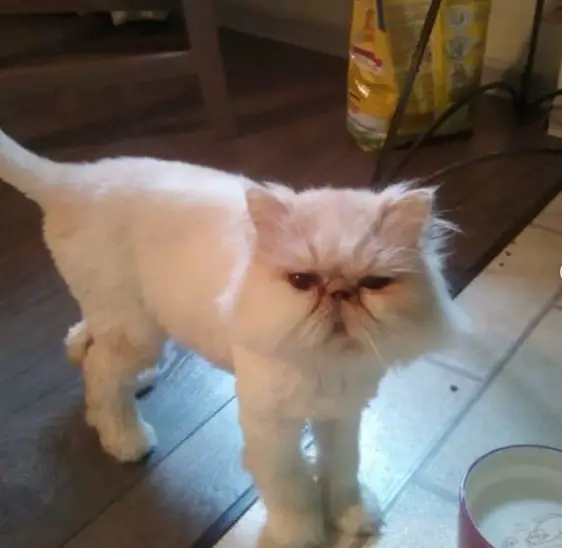 grumpy faced Persian Cat standing on the floor in front of its bowl