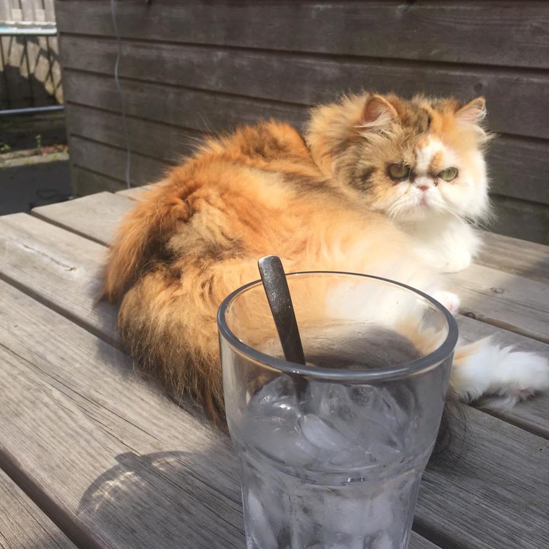 A Persian Cat lying on top of the wooden table behind the water glass