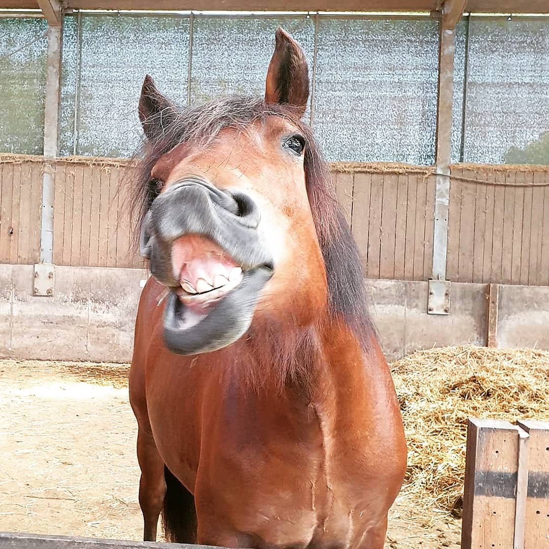 A Horse showing its teeth