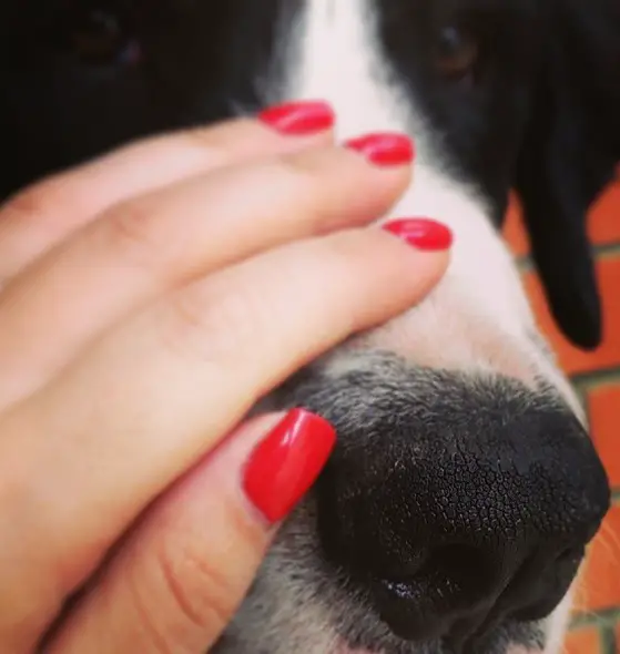 hand of a woman touching the muzzle of a Bernese Mountain Dog