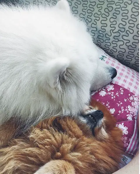 A Samoyed sleeping on the bed with another dog