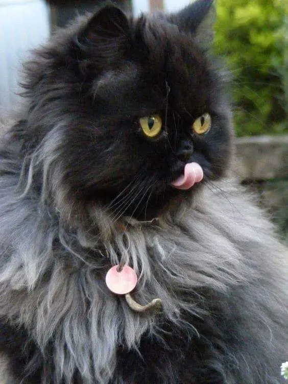 Persian Cat licking its nose