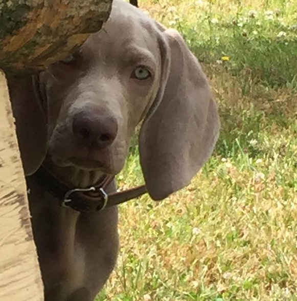 A Weimaraner peeking from behind the tree