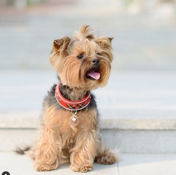 A Yorkshire Terrier sitting on the stairs