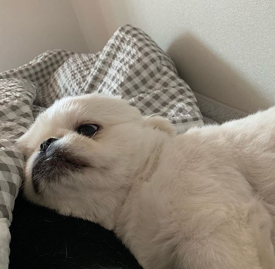 Pekingese lying on its bed