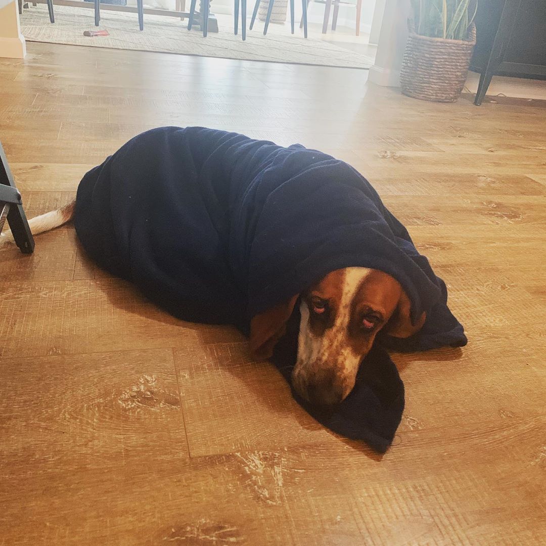 A Basset Hound wrapped in a blanket while lying on the floor