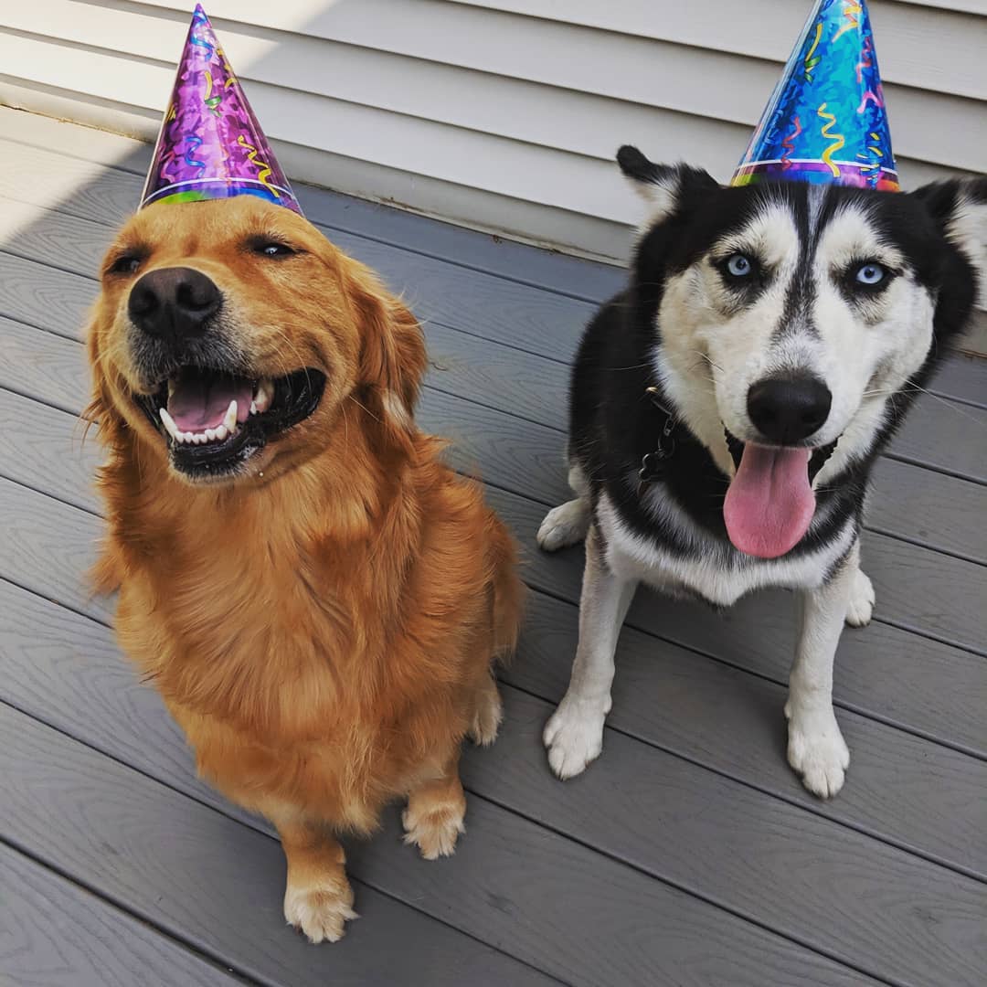 A Husky and a golden retriever wearing birthday hats while sitting on the wooden floor while smiling