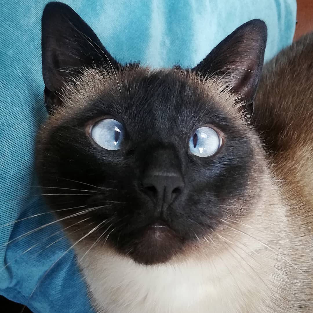 Siamese Cat with crossed eyes