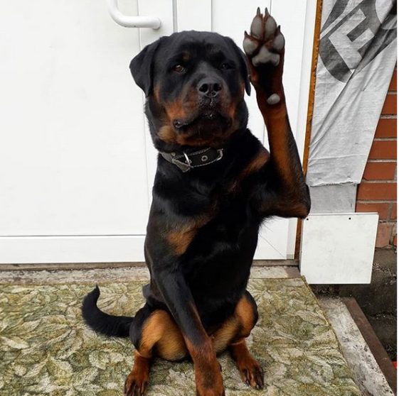 Rottweiler dog sitting on the floor while raising its right hand