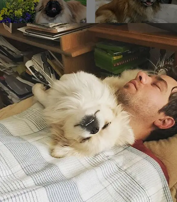 Pekingese dog sleeping together with a man lying on the bed while lying on its back on top of his chest