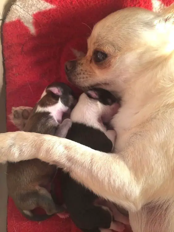 Chihuahua with her two puppies sleeping in her arms