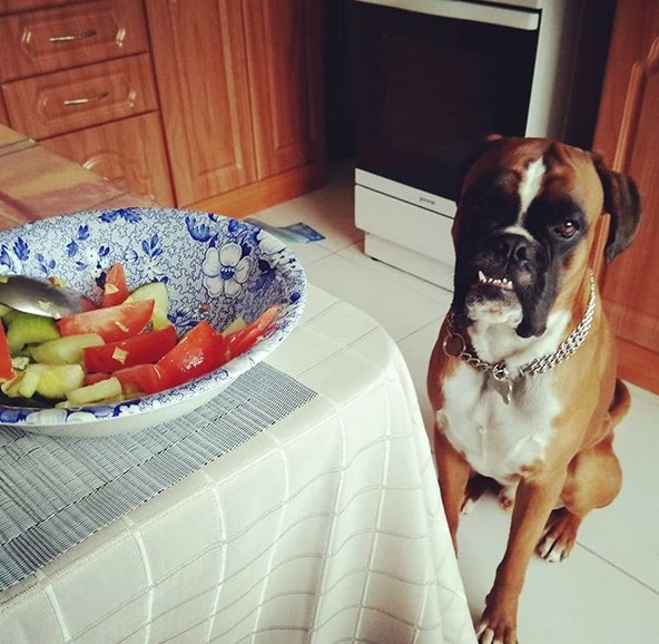 A Boxer sitting on the floor behind the fruits in a bowl on top of the table