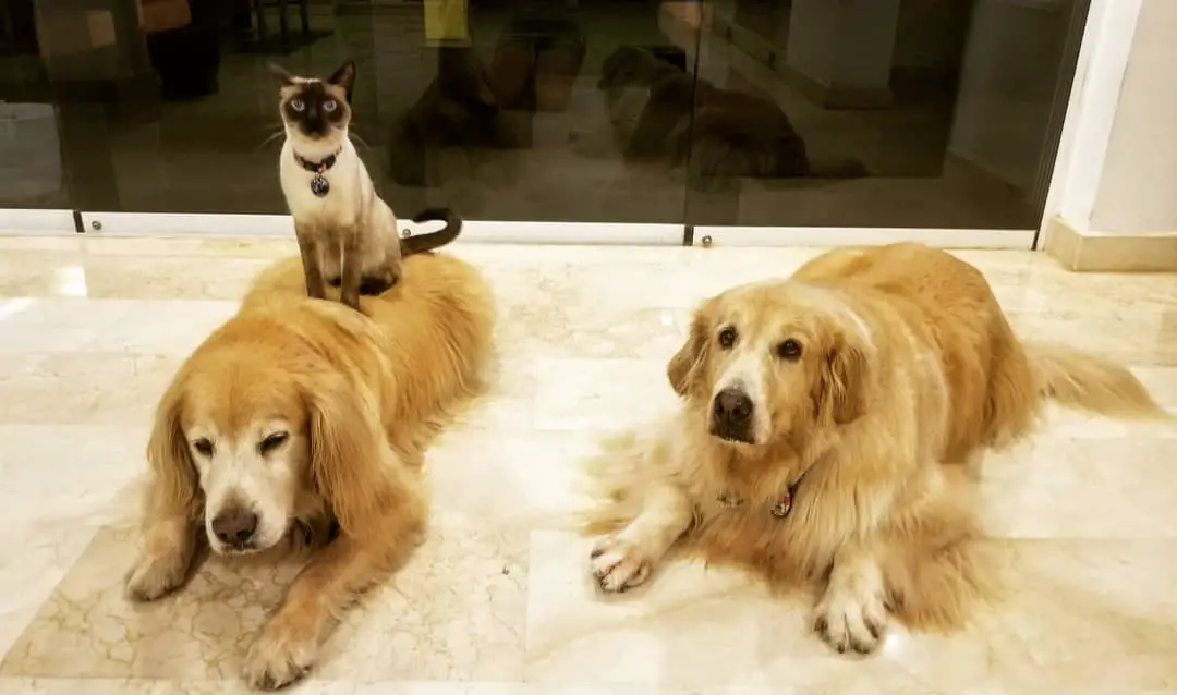 Siamese Cat sitting on top of a dog