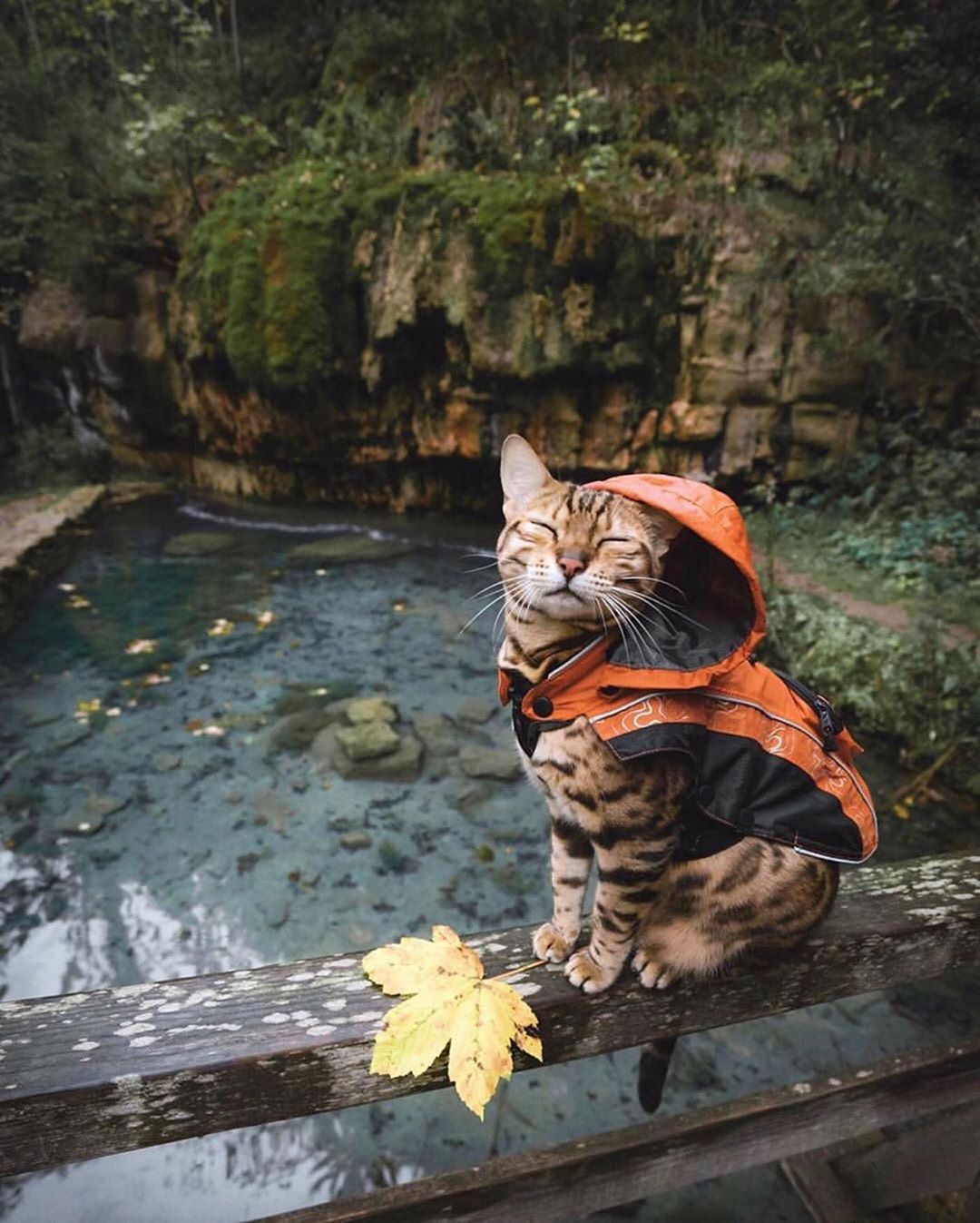 Bengal Cat sitting on top of a wooden fence while wearing its hooded sweater