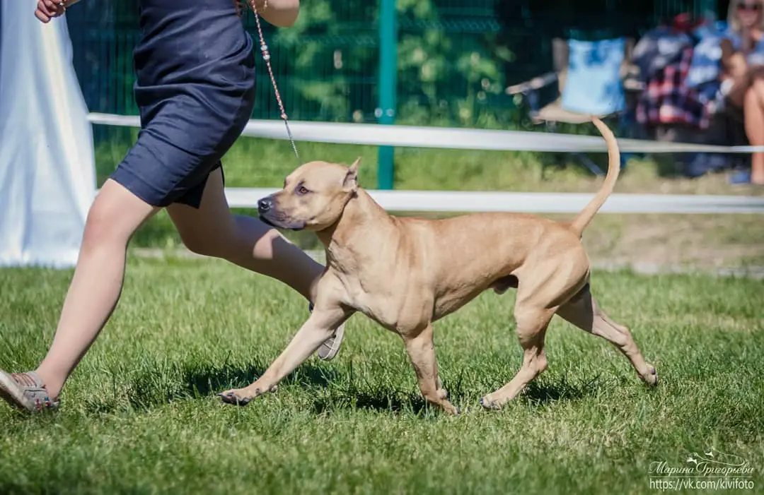 Pit Bull running in the field with its trainer
