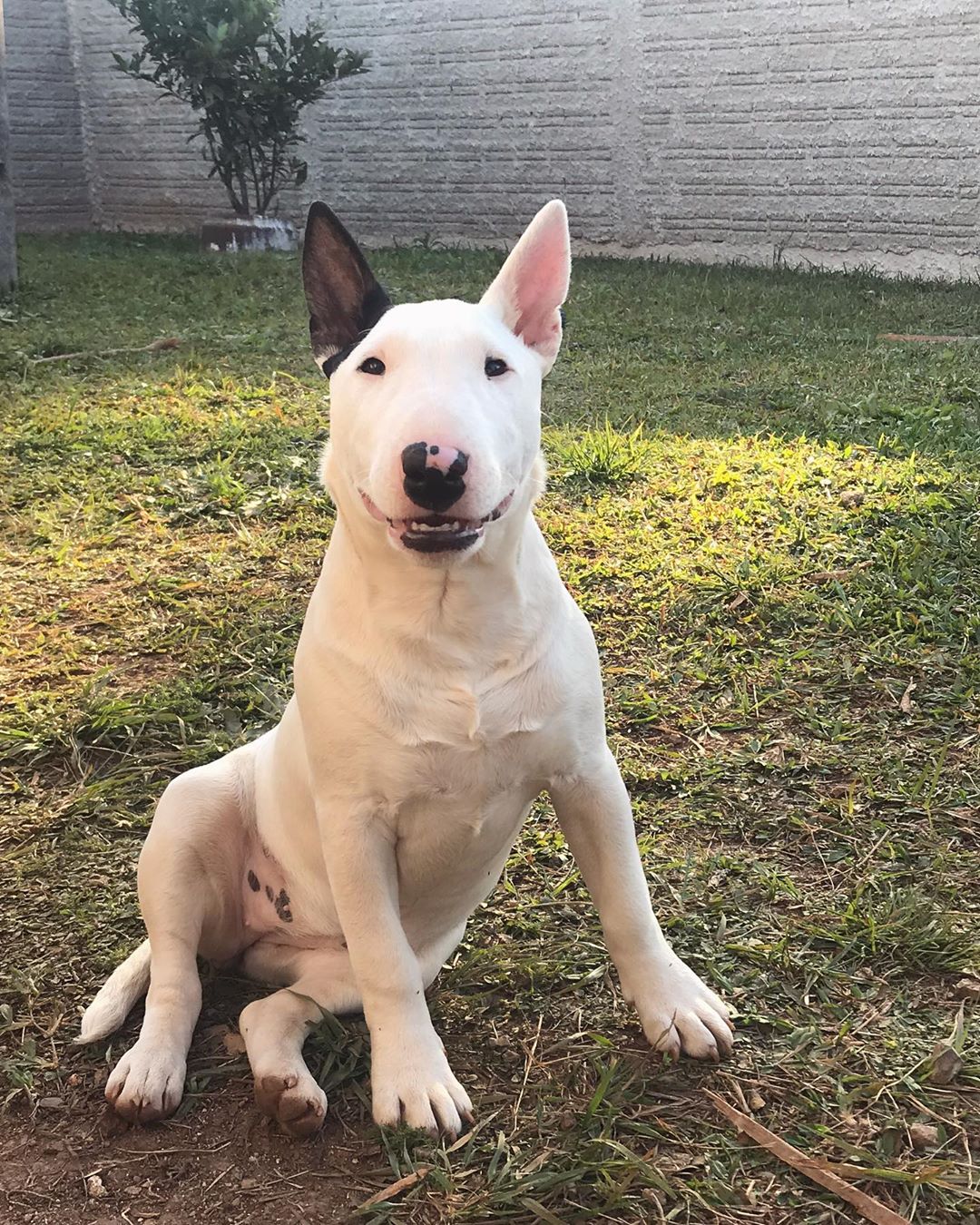 A Bull Terrier sitting on the grass in the yard