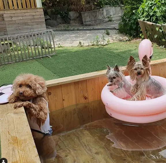 two Yorkshire Terrier in floatie in the backyard wooden pool together with another dog