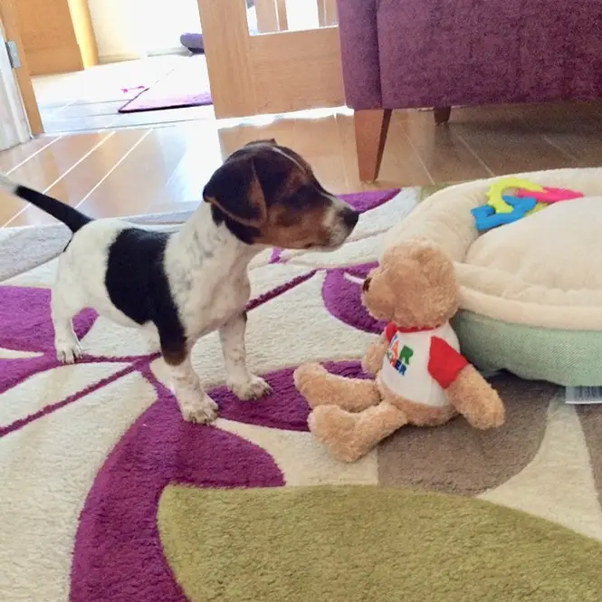A Jack Russell standing on the carpet in front of a stuffed toy