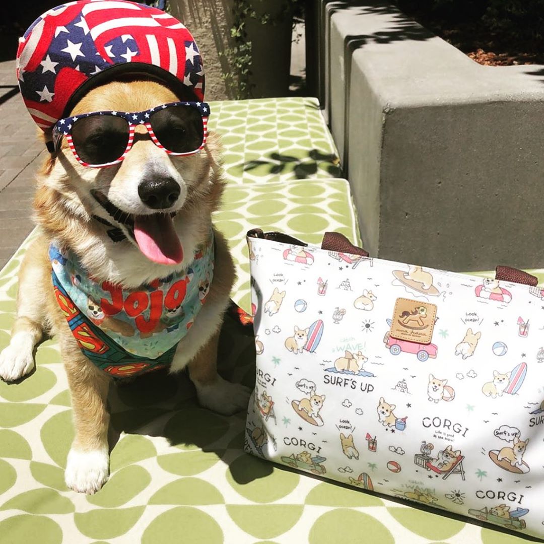 a Corgi sitting on the chair in its USA look