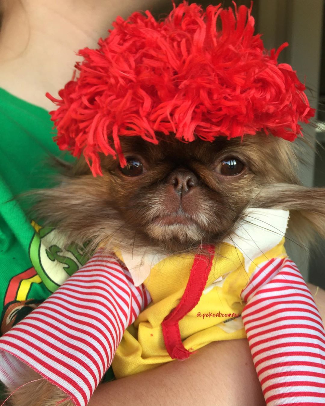 A Pekingese in McDonald's costume while being carried by a woman