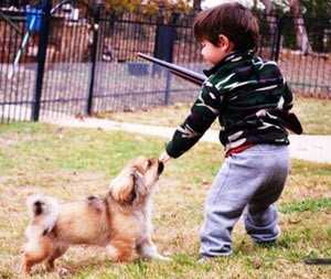 Pekingese biting the hands of a kid at the park