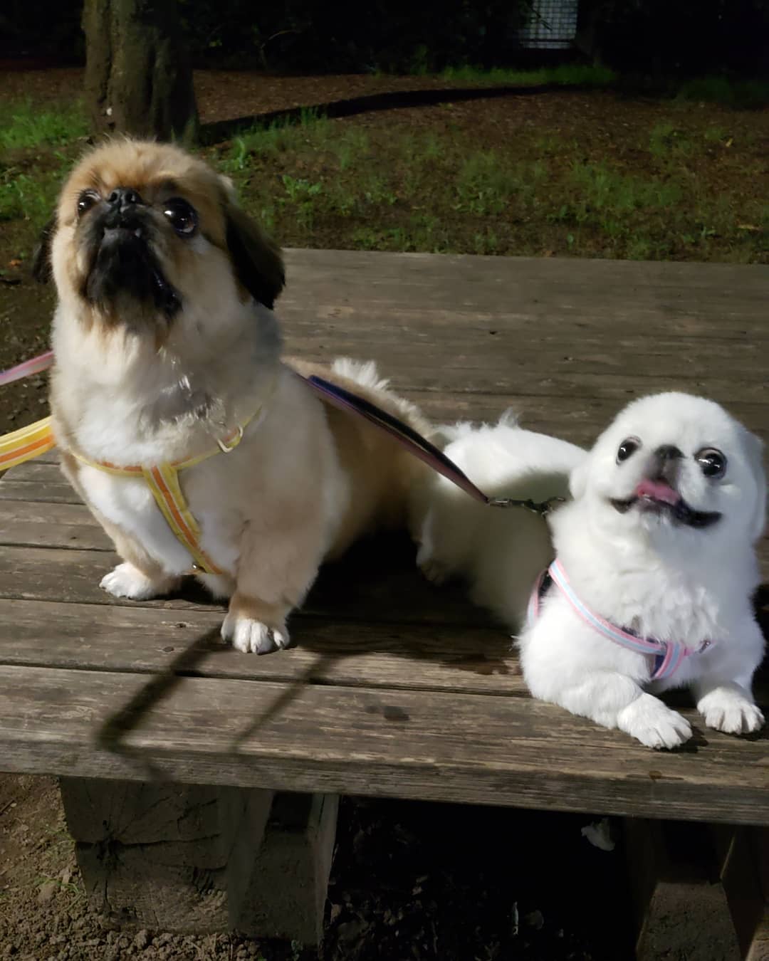 two Pekingese on top of the wooden table