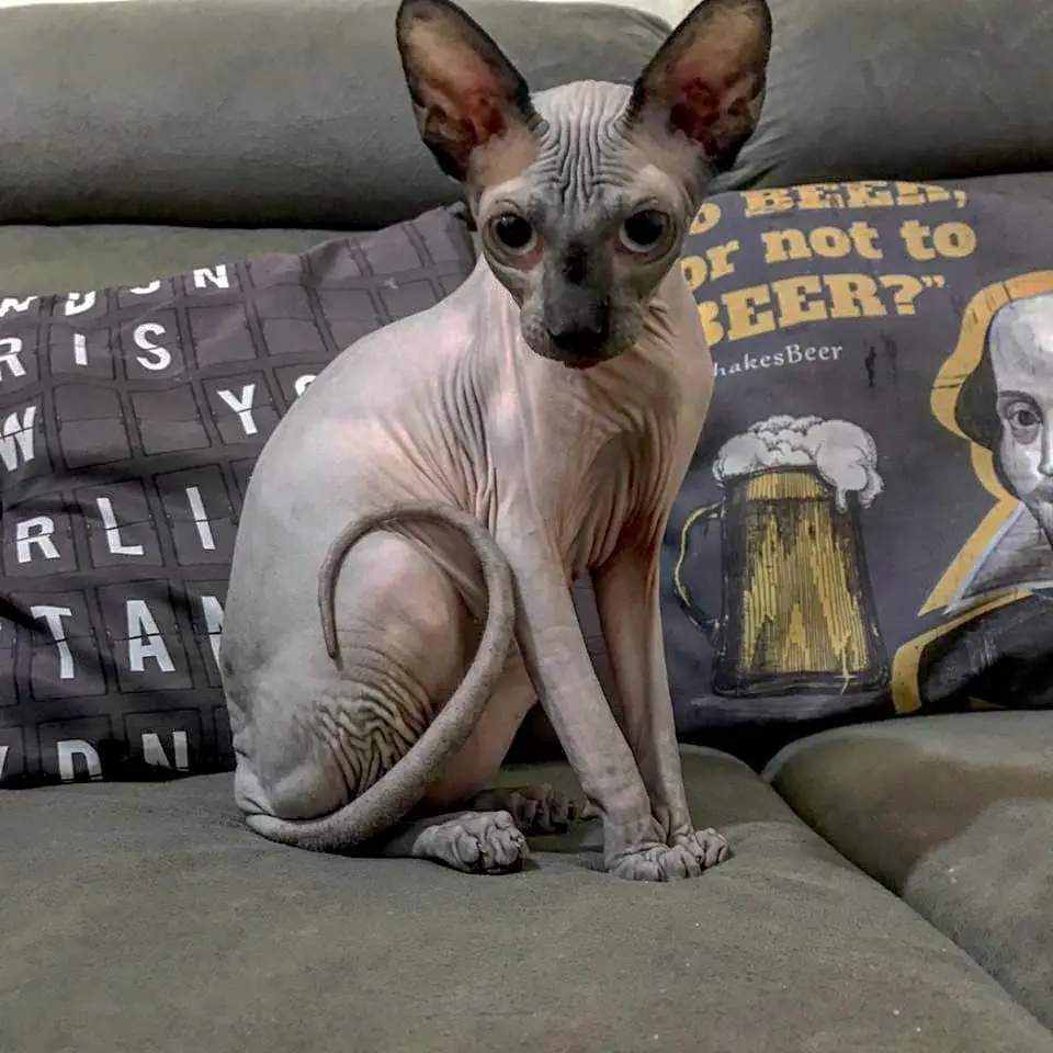 Sphynx Cat sitting on the couch
