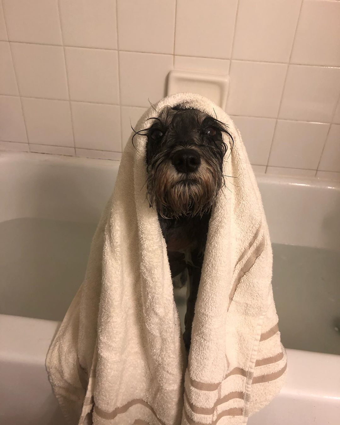 Schnauzer standing inside the bathtub with a towel over his head