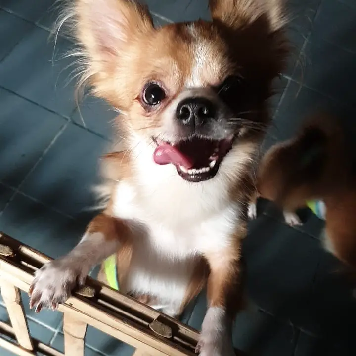Chihuahua standing up behind the fence while smiling with its tongue out