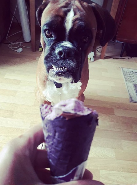 A Boxer sitting on the floor behind the ice cream in a cone being held by a person
