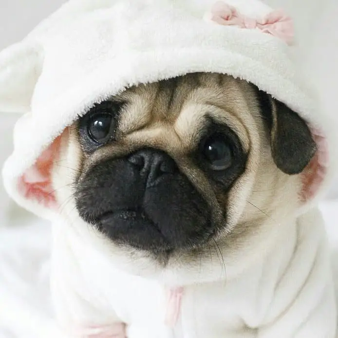 A Pug wearing a hooded sweater while staring with is adorable sad eyes