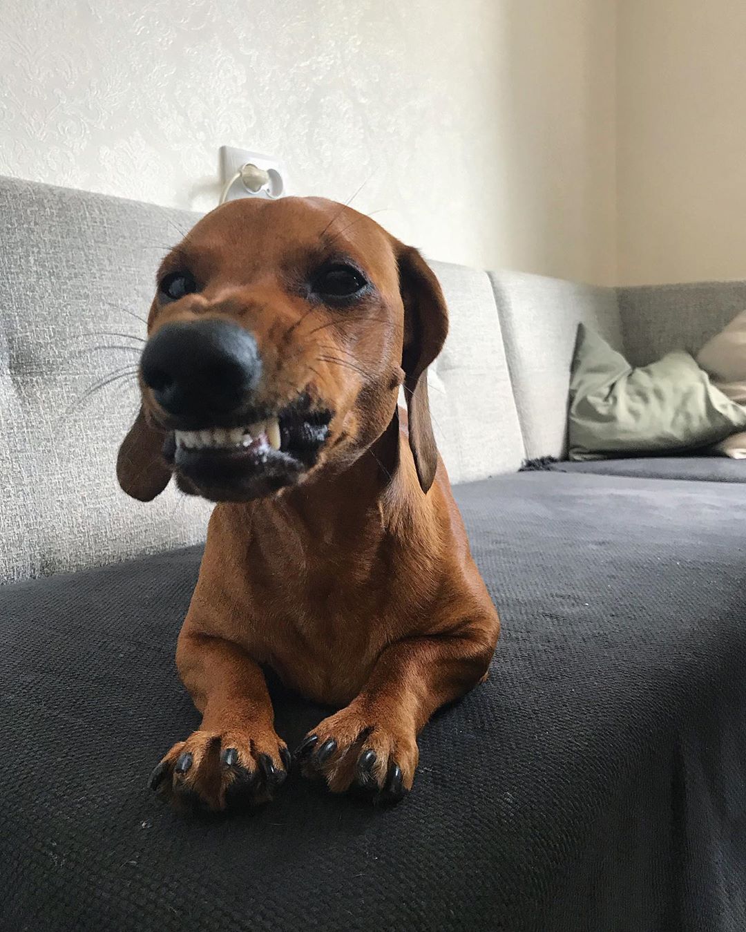 Dachshund lying down on the couch with its forced growl