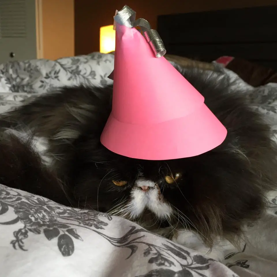 A Persian Cat lying on the bed while wearing a pink cone