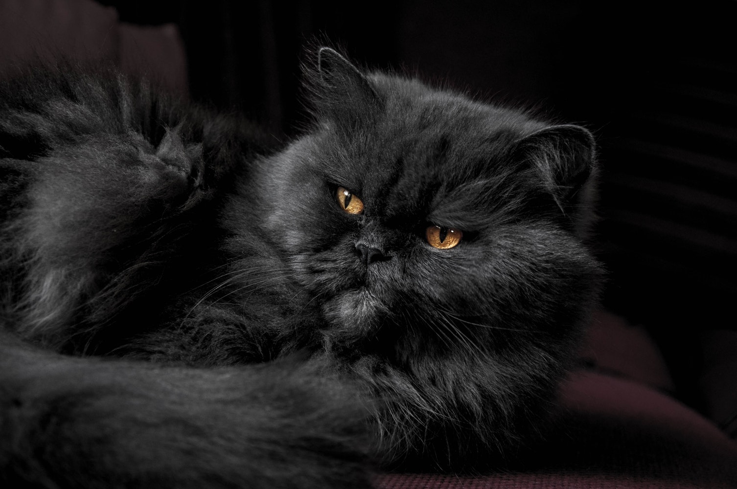 A black Persian Cat lying on the couch while staring with its orange eyes
