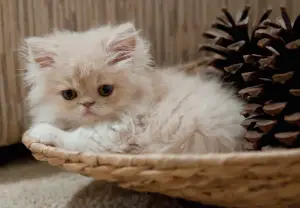 A Persian kitten lying on a wicker basket