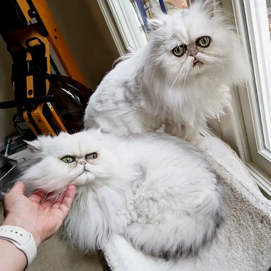 two white Persian Cats sitting by the window sill