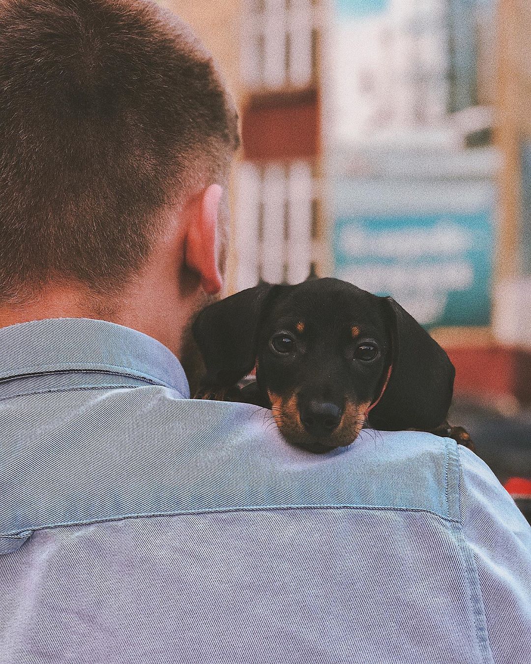 adorable Dachshund face resting in its owner's shoulder