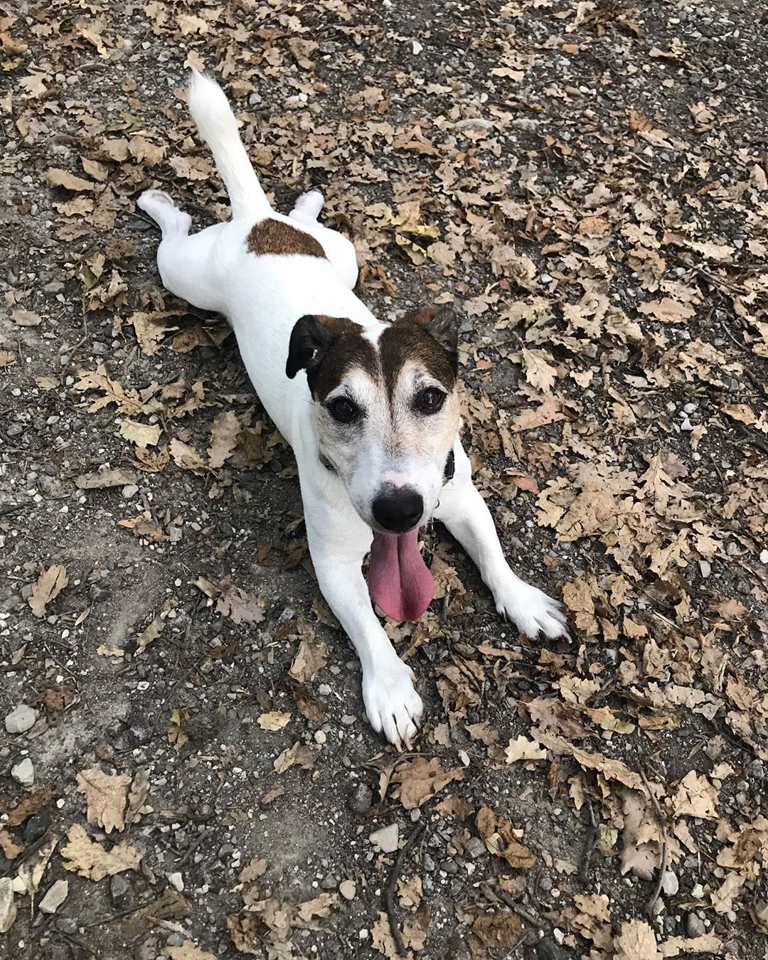 A Jack Russell lying on the ground with its tongue out