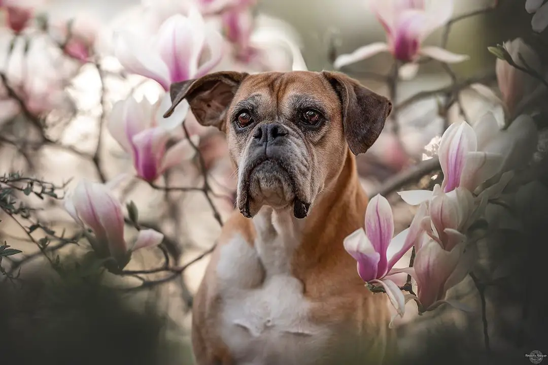 A Boxer in the middle of flowers
