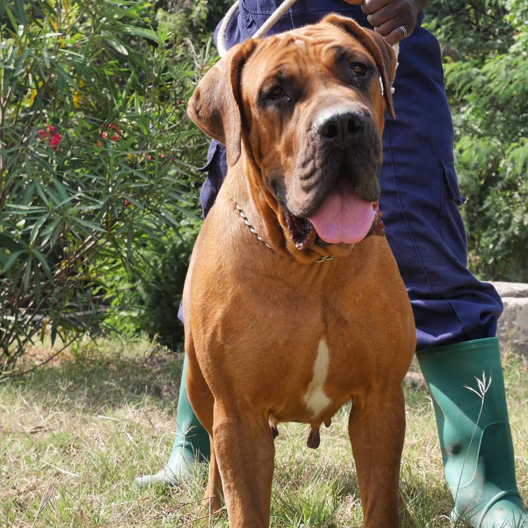 A Mastiff standing in the garden with a gardener behind him