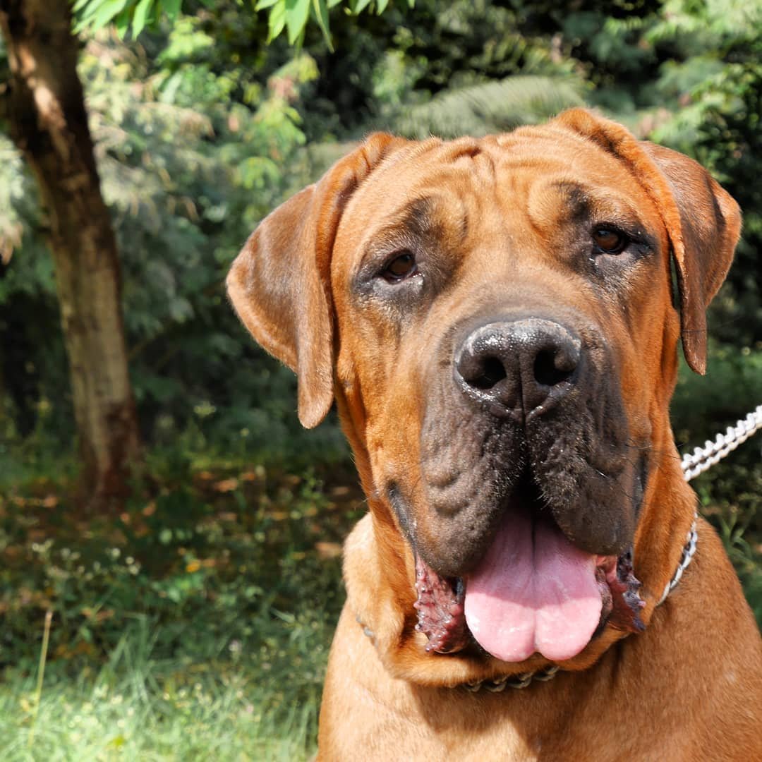 A Mastiff in the garden under the sun