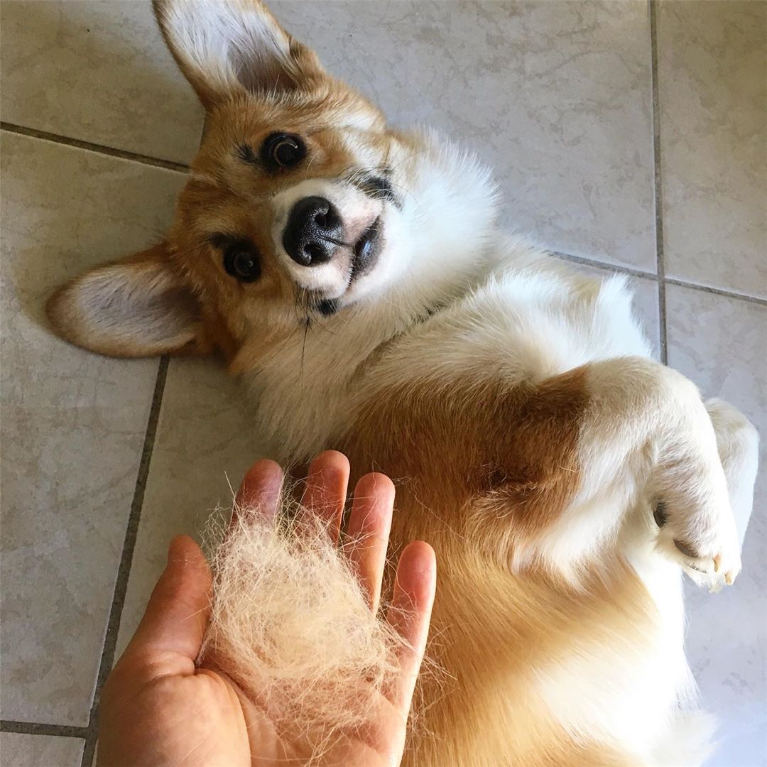 A Corgi lying on the floor while staring at the fur in the hands of a person with its wide eyes