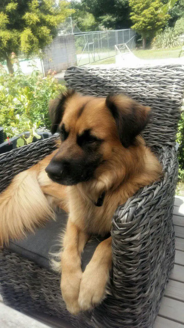 A Golden Shepherd lying on the chair outdoors