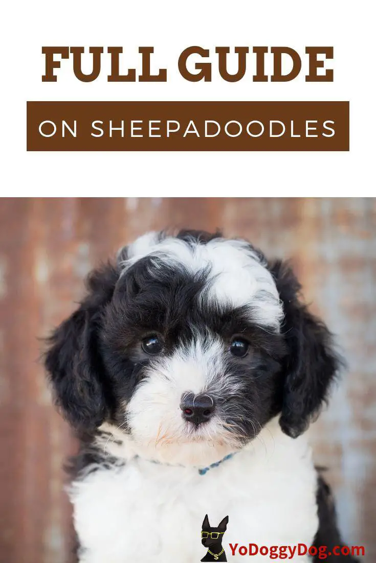 a cover with a photo of a Shepadoodle puppy and with title- Full guide on the Shepadoodles