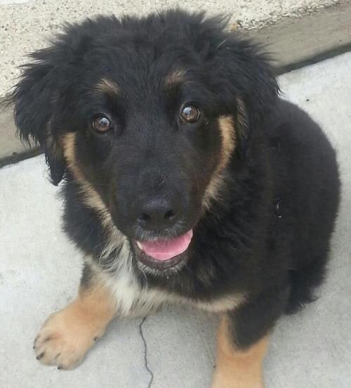 A Bernese Shepherd puppy sitting on the pavement while smiling