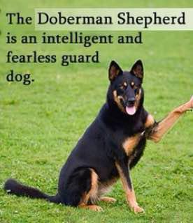 photo of a Doberman Shepherd giving a paw while sitting in the field and with text - The Doberman Shepherd is an intelligent and fearless guard dog