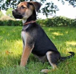 A Shepherd Pit puppy sitting on the grass at the park