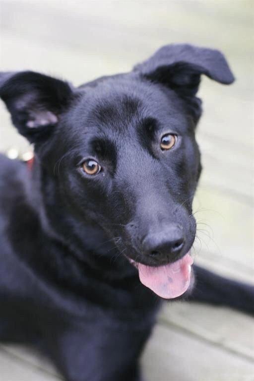 A German Sheprador lying on the wooden floor while smiling