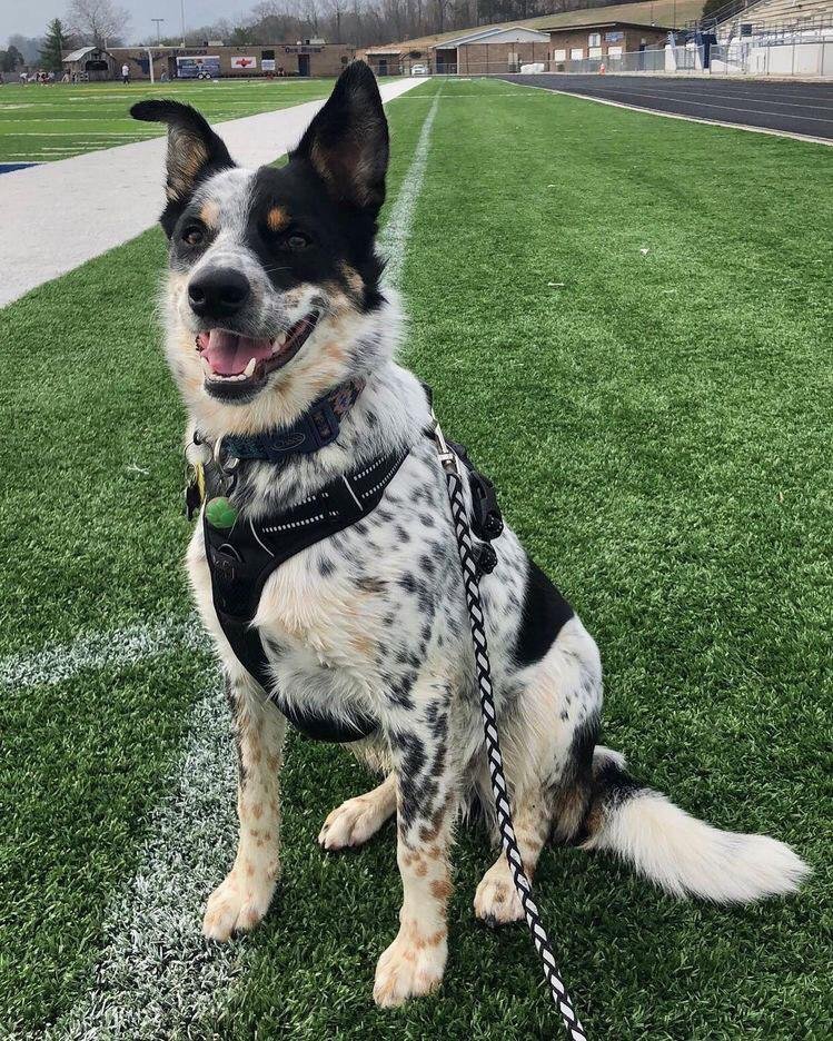A Heeler Shepherd sitting in the field of grass